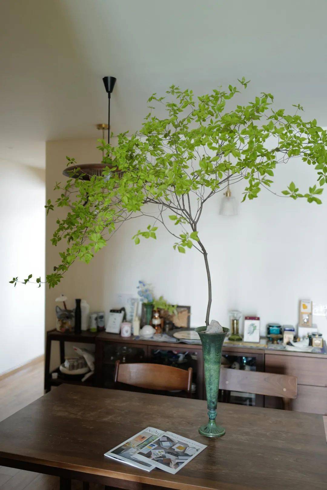 植物|她们的家，美得很让人种草