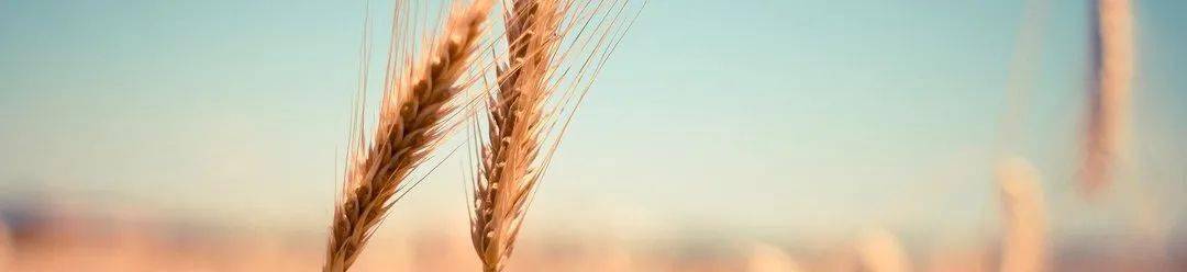 沙漠|速来丨2020沙漠领袖“少年成长礼”夏令营开始报名！