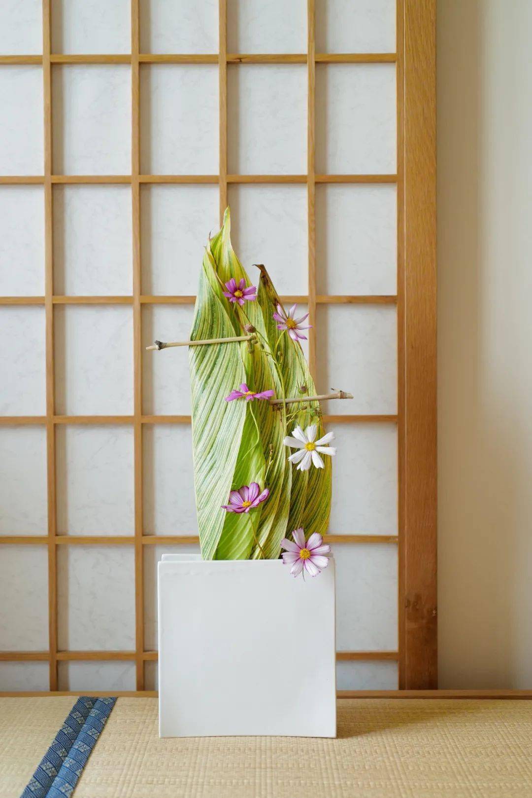 植物|她们的家，美得很让人种草