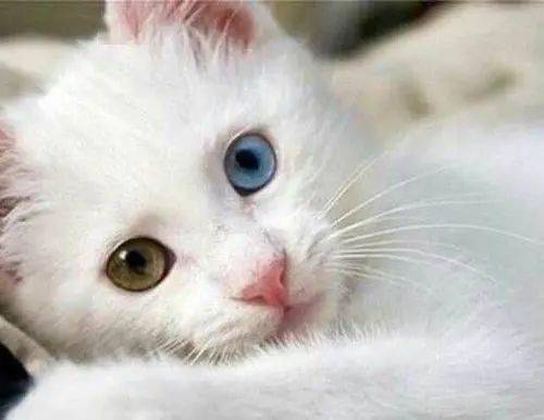 怎么测小猫是否猫瘟 fb7465cbbda24ad1a469e363ae79c8c5.jpeg