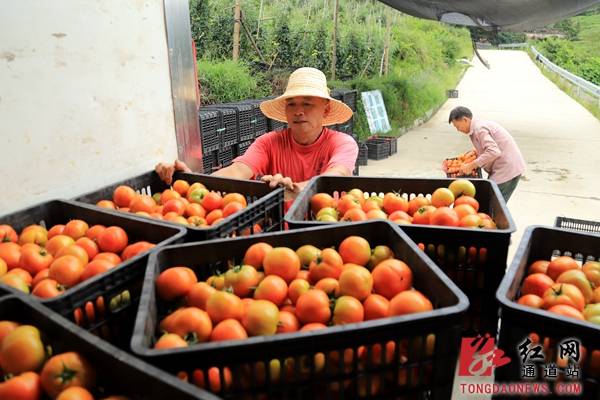 尚引|通道：激活高山资源 打通致富新路