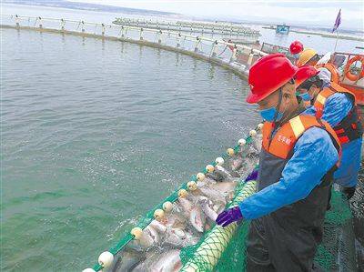 青海民泽龙羊峡生态水殖有限公司的深水网箱和全自动宰杀加工生产线.