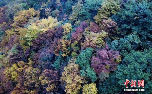 中新社|今日立秋 | 暑去凉来，硕果满枝头