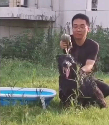 地铁|警犬“三伏天”洗澡防暑，画面萌翻了