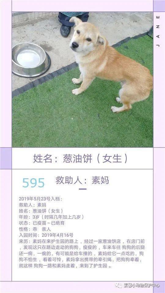 狗狗|流浪狗狗助养计划 | 素馨小动保护生园基地动物小档案(584-611)共10只