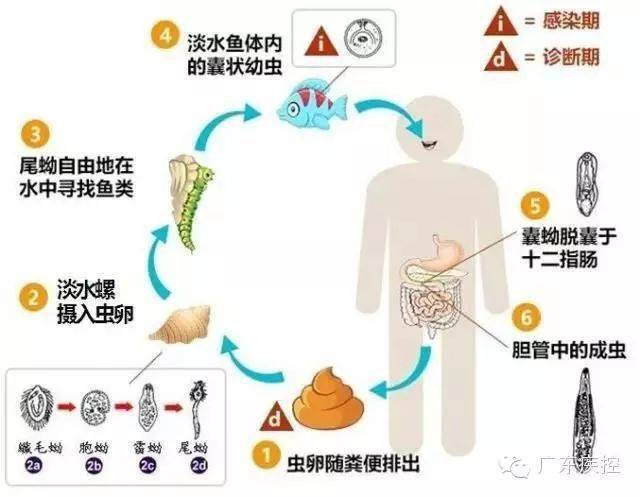 这样的吃法很不卫生许多寄生虫附在鱼生里 没有煮透后吃就很容易中招了