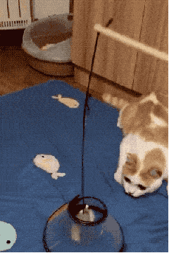 今天是国际爱猫日,我准备了一筐猫咪游戏