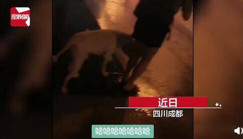 张琳|女子带拉布拉多凌晨被困雨中，叫车发生滑稽一幕：司机懵了