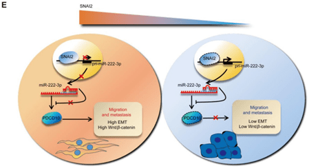 一篇theranostics教你如何设计emt 上皮间质转化 相关的国自然思路