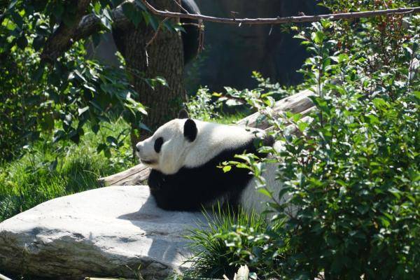 青海西宁:大熊猫"双欣"和兴"过生日