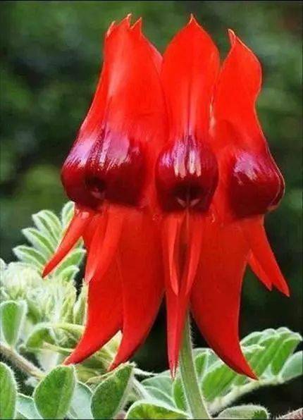 绿叶|稀世奇花今天终于开了！1500年才拍到一次！见者增福添寿！