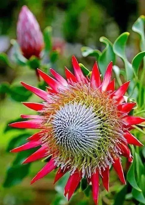 绿叶|稀世奇花今天终于开了！1500年才拍到一次！见者增福添寿！