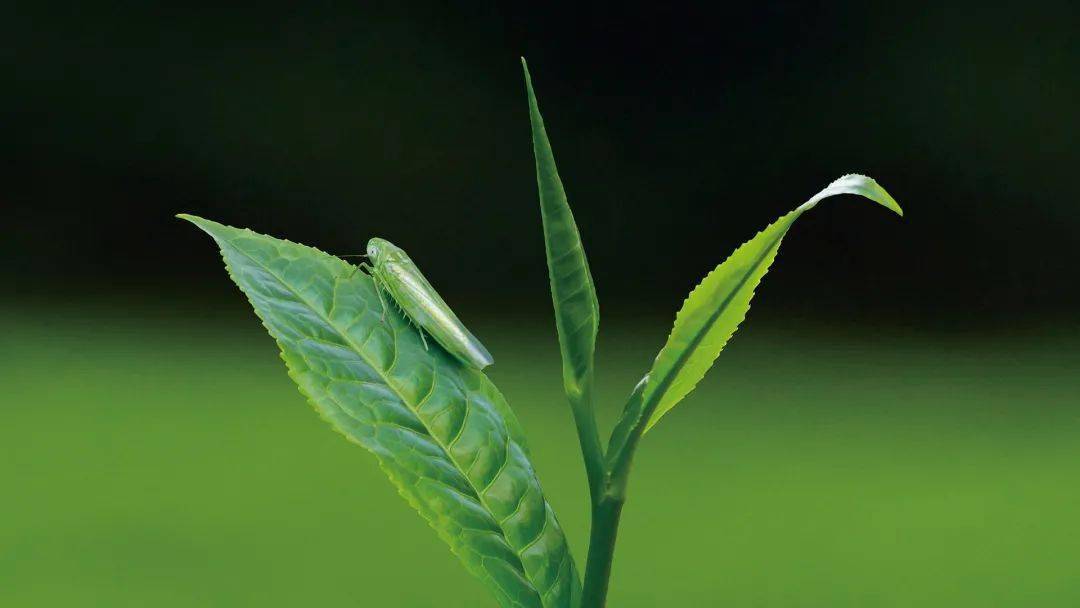 紫金茶人物介绍篇:"紫金蝉茶"先锋人物陈炯昌_手机搜狐网