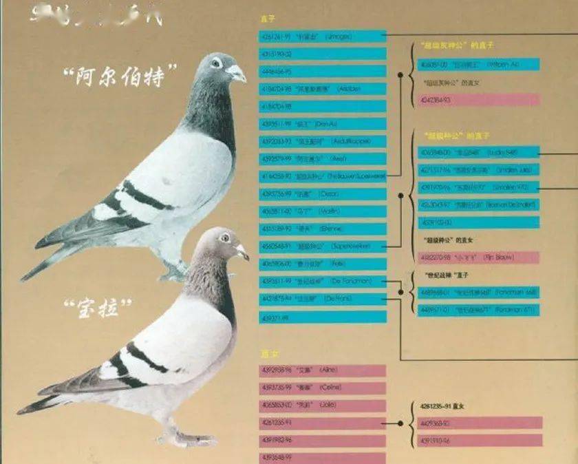 长短全能鸽族——帝卢·速霸龙血系铭鸽专场