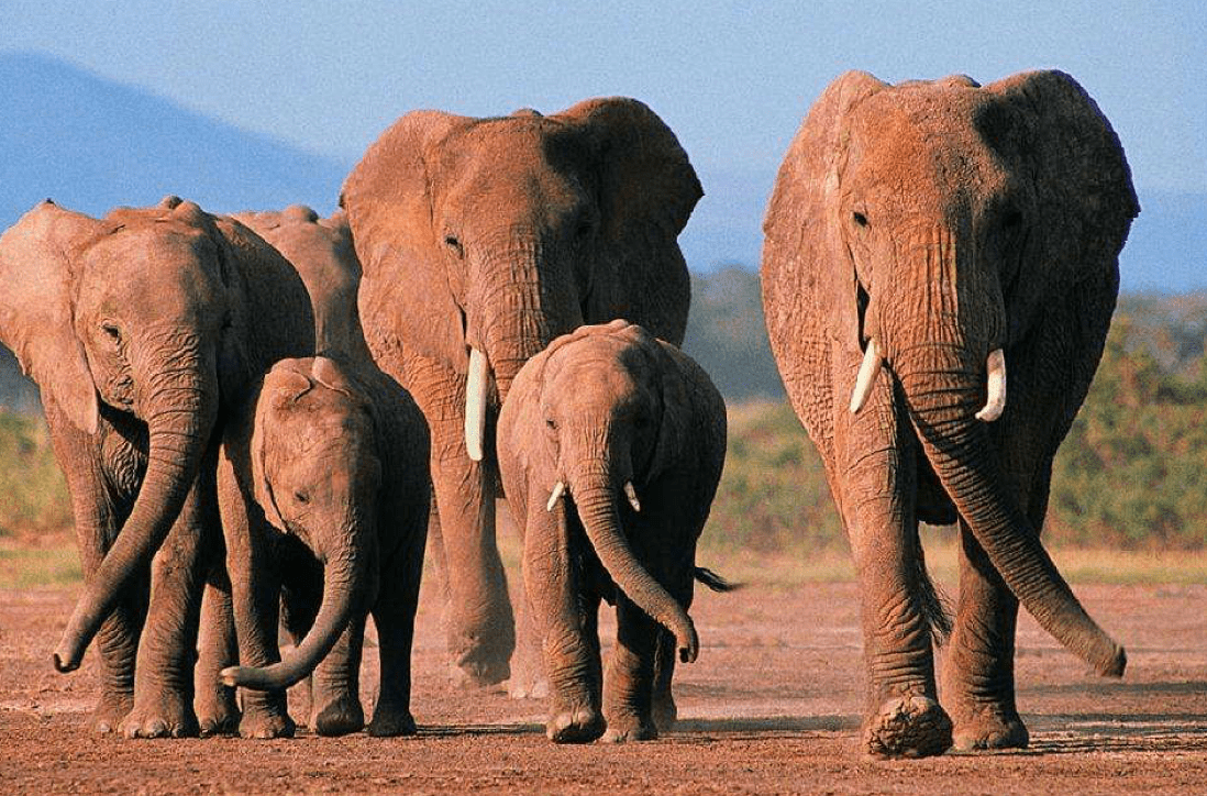 大象|世界大象日｜大象为何从中国的北方撤退到西南地区？