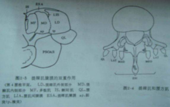 肌肉对脊柱的额面,矢面平衡与稳定的作用