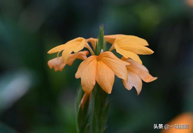 1/ 12 鸟尾花一般指半边黄,半边黄(学名:crossa
