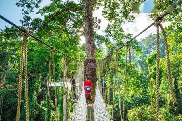 热带雨林|还好吃!【逛吃】西双版纳不仅美