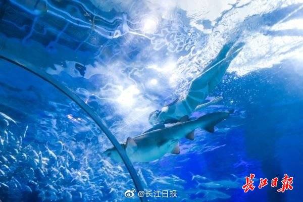游客|打卡武汉海昌极地海洋公园