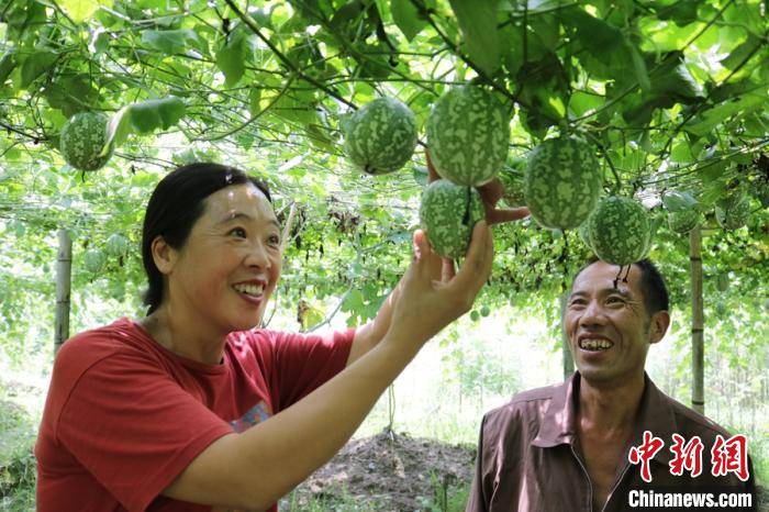 福建|产业帮扶机制建设“两手抓” 福建政和实现“脱贫摘帽”