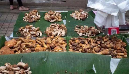 热带雨林|还好吃!【逛吃】西双版纳不仅美