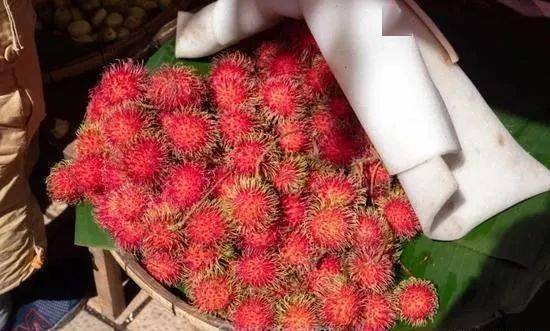 热带雨林|还好吃!【逛吃】西双版纳不仅美