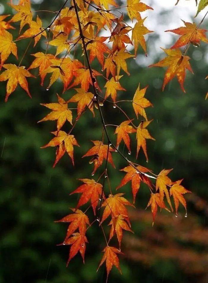 秋雨微凉,三十五句诗词,带你看尽秋雨之美
