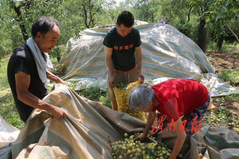 王晓宁|大荔沙苑20万亩水枣受到外地客商的青睐