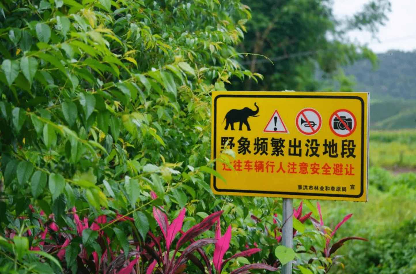 西双版纳人口土地面积_西双版纳风景图片