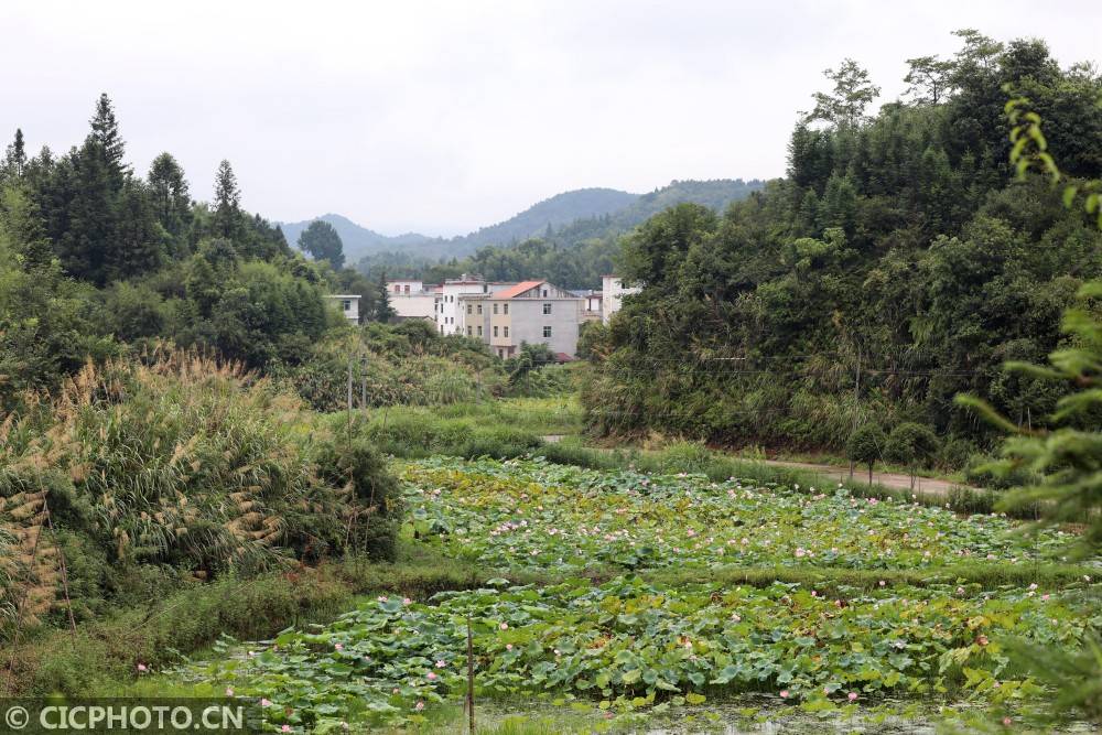 索氏|江西莲花：索氏桃花水母现山塘