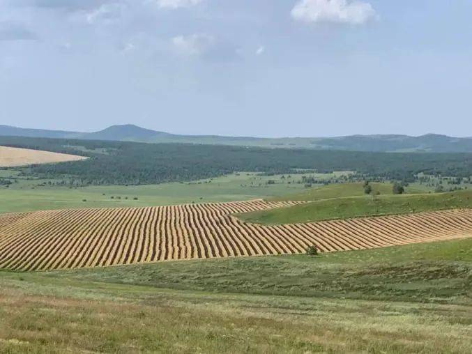 政策目标|侠客岛：2万多亩庄稼被铲毁，为啥有些官员不心疼？