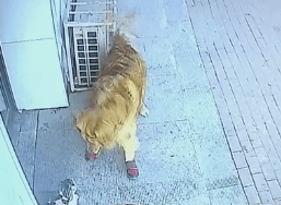 猫自己会从高空摔死吗 41e4b69454ee440b9ae61427a0640b8b.png