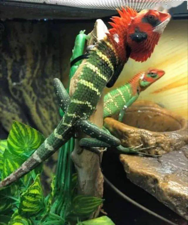 虽然被称为森林绿树蜥,但却长着一个红色的"鸡冠头!