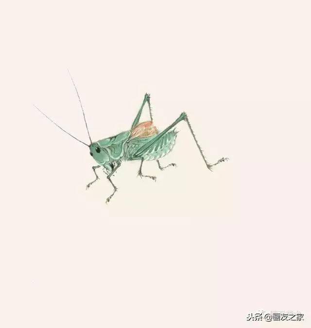 鸣虫蝈蝈蟋蟀油葫芦画法示范