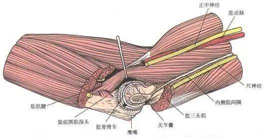 留言解读肘关节过伸的治疗