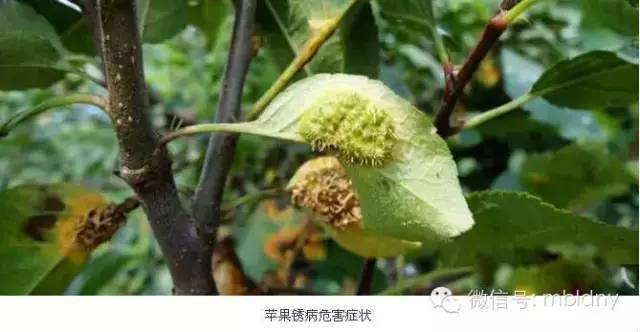 (果农收藏)连续阴雨,苹果病害频发,24种病害图谱!