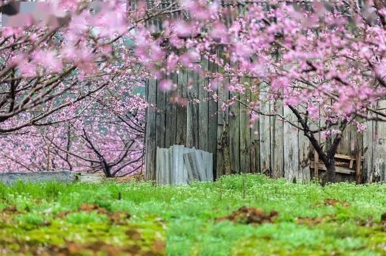 余生,想要一个院子,看花开花落