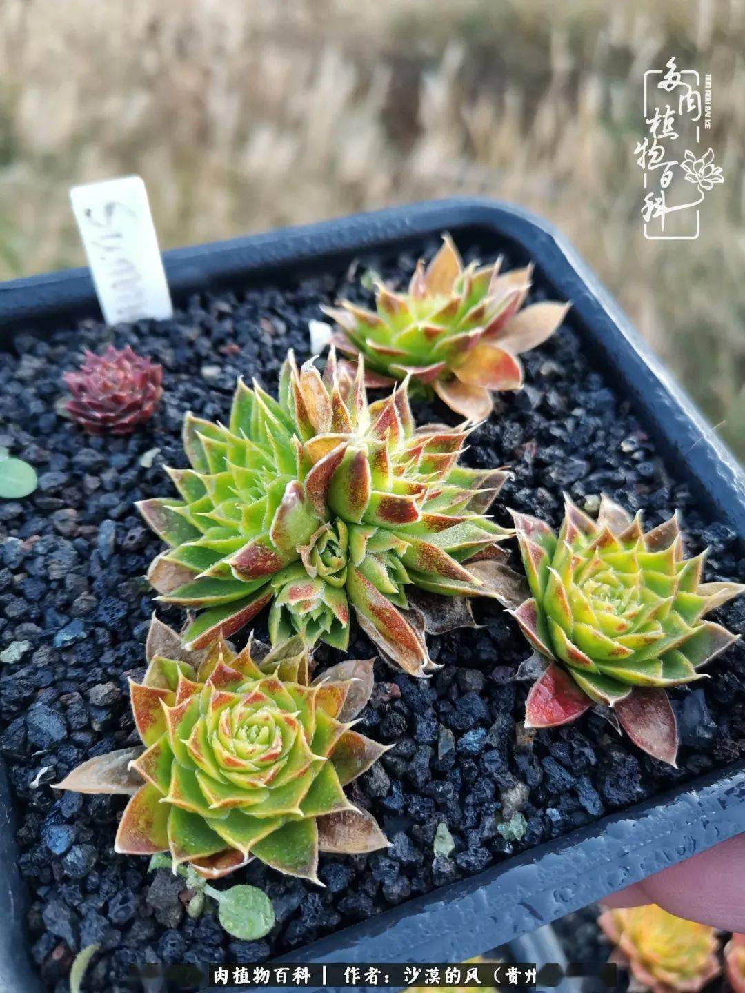 神须草中的奶酪系列,状态呈荧光黄带红色,入秋后脱颖而出,成为草中的