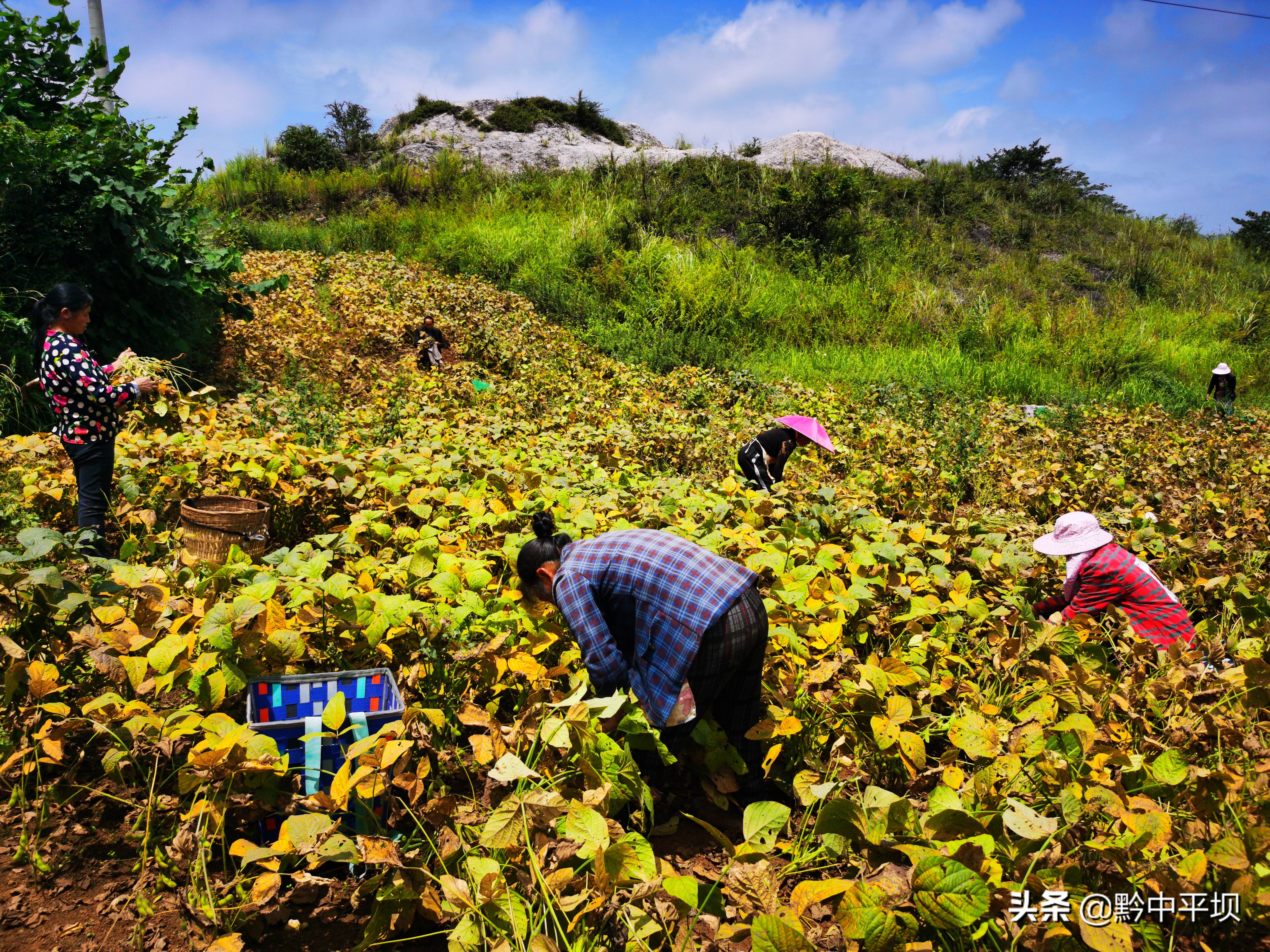 平坝区:调结构发展毛豆种植 5000多亩 喜获丰收