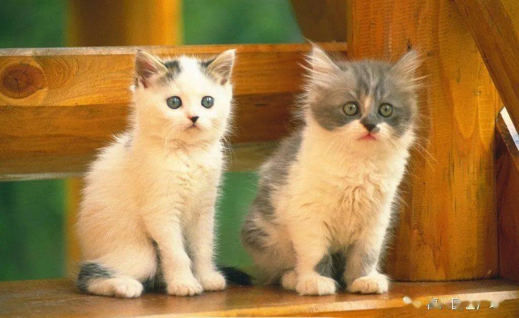 礼物|你的七夕情人节礼物准备好了吗