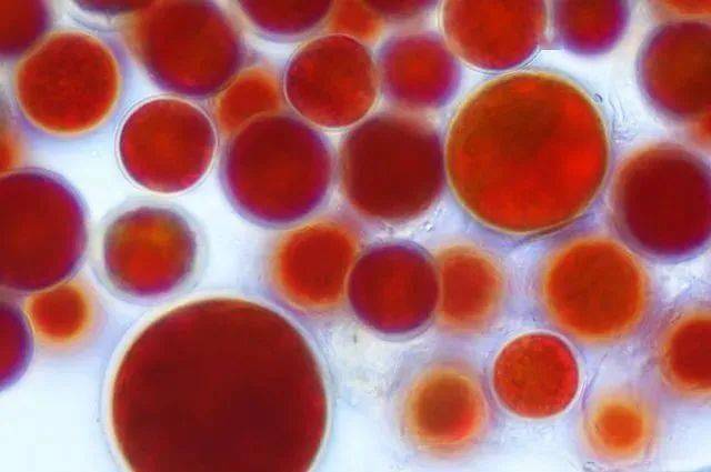 肌肤|40岁的年龄，18岁的脸，深扒“金喜善们”的冻龄术，竟然都是它！