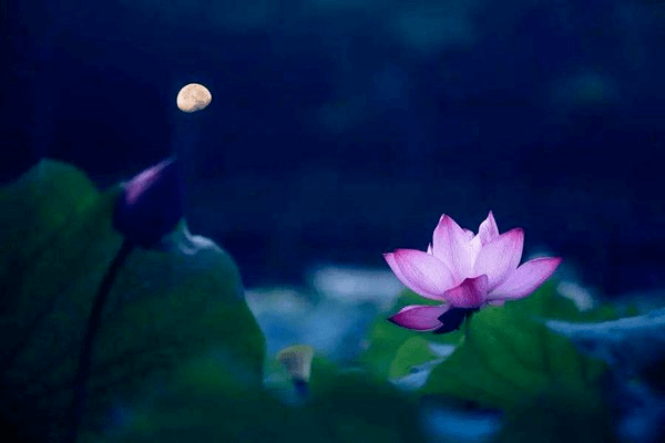 朱自清|夜读｜与朱自清一起散步赏《荷塘月色》