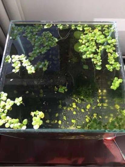 怎么养鱼不用加氧 92f5f864344849bab7380e1498d3fee5.jpeg