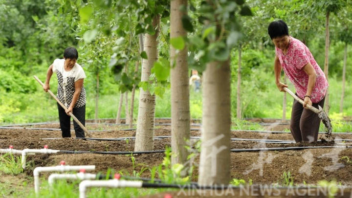 两年间,黄明甲承包的林地形成上有林木,下有