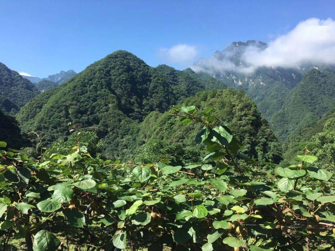 北跨川流不息渭河,眉县南依秦岭主峰太白山下,2020年眉县猕猴桃采摘