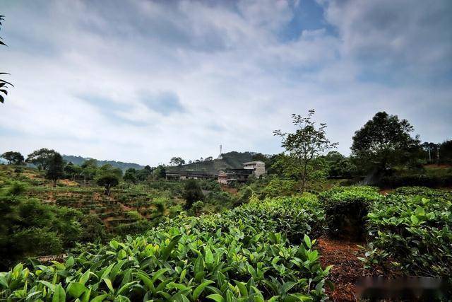 八桂大地看小康大山深处六堡人的古茶新香