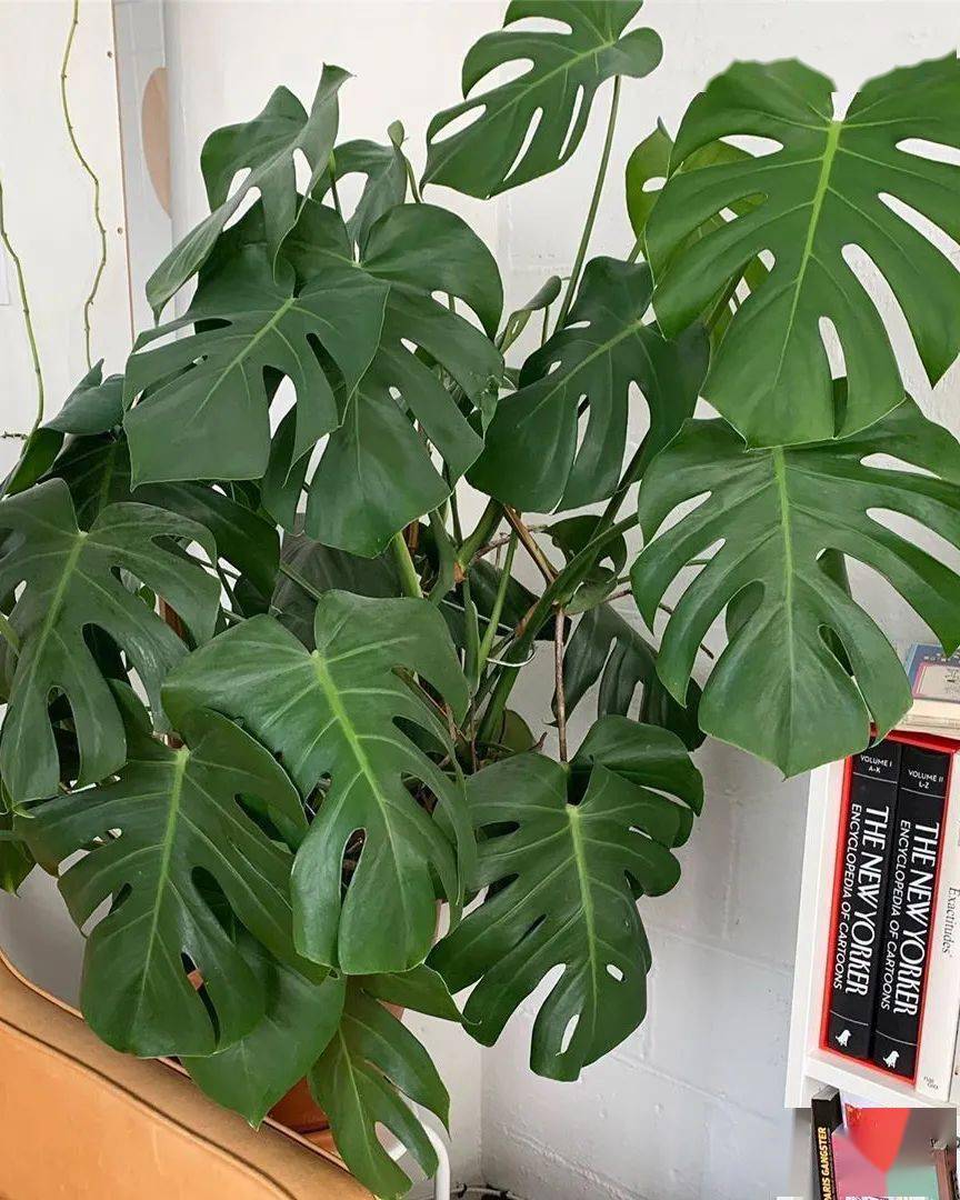 Via|看似「普通」，但 JJJJound x NB 992 的市场价为何被抬到这么高？