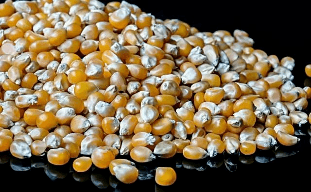 玉米粒|却是鲤鱼草鱼的最爱，看见就追着咬！这款玉米饵的做法虽然复杂