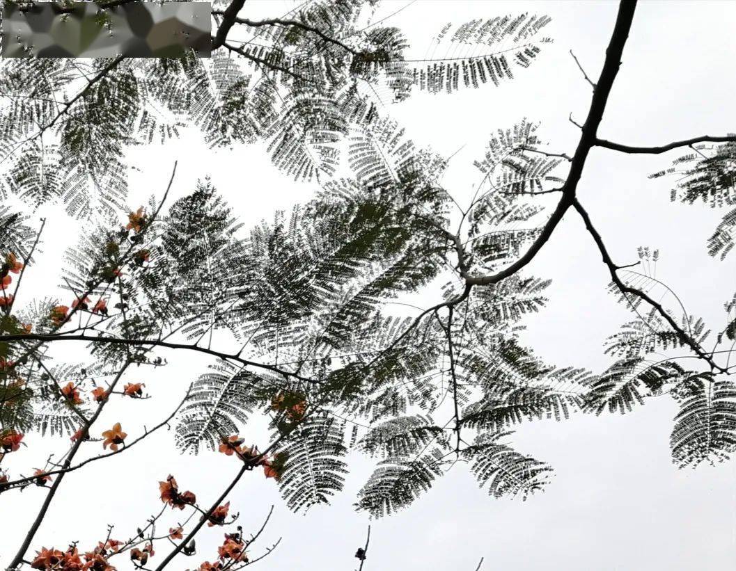 药物|医生，哪种降尿酸药最好？？？