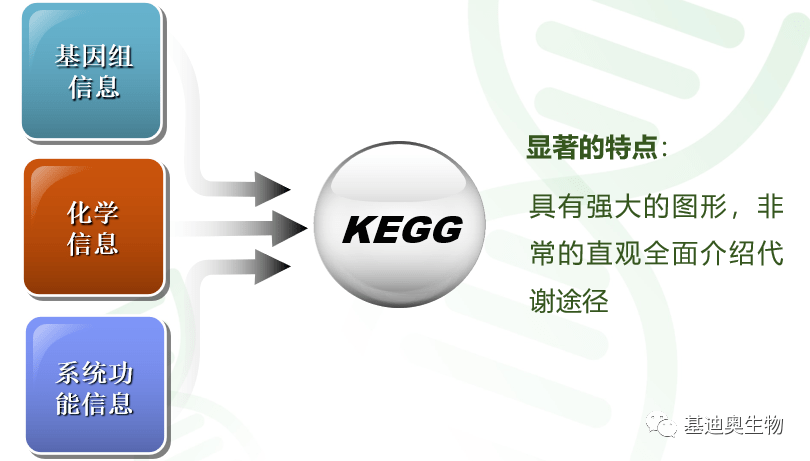 kegg分析表格怎么看